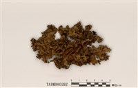 藏品(臺灣綿腹衣)的圖片